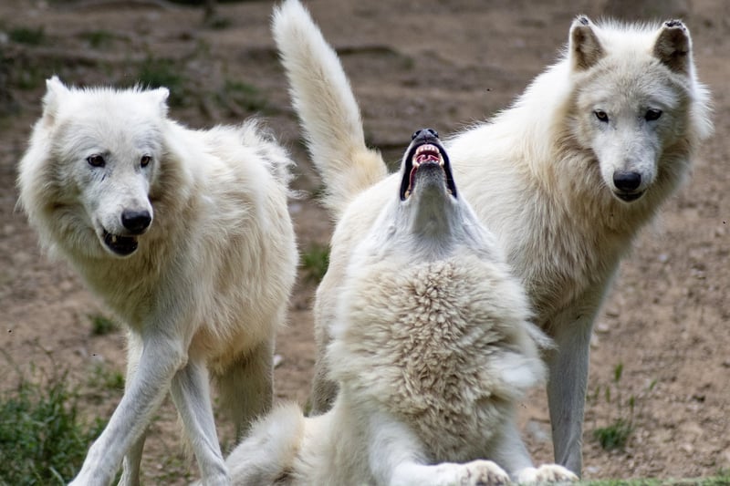 Mythological Beasts